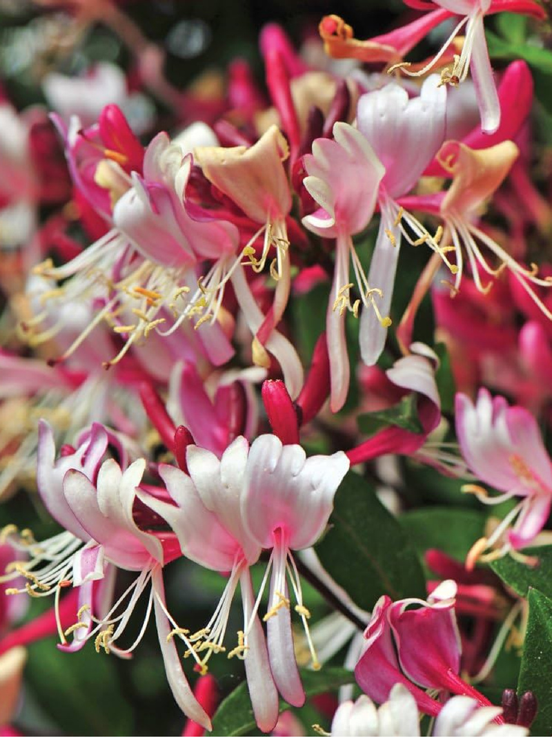 HONEYSUCKLE SEEDS<br> بذور زهور العسل
