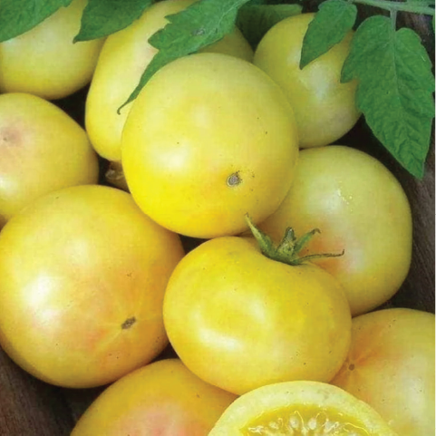 TOMATO THORBURN'S LEMON BLUSH SEEDLING <br>شتلات طماطم ثوربونز ليمون بلاش