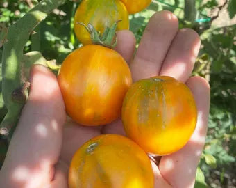 ORGANIC TOMATO APRICOT ZEBRA SEEDLING <BR>شتلات الطماطم العضوية أبريكود زيبرا