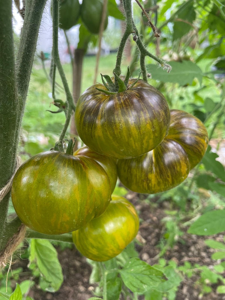 ORGANIC XANADU GREEN TOMATO SEEDLING <br>شتلات طماطم زانادو الخضراء العضوية