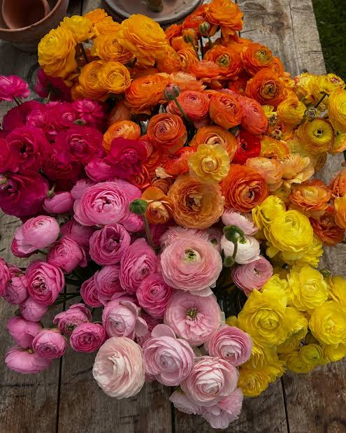 RANUNCULUS FLOWER CORMS