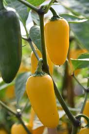 ORGANIC JALAPENO PEPPER LEMON SPICE SEEDLING