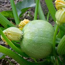 ORGANIC ZUCCHINI TONDO DI FIRENZE SEEDLING