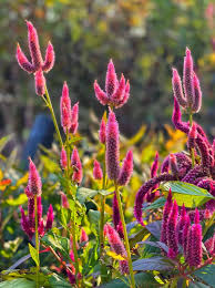 CELOSIA SEEDLING<br>شتلات زهور السيلوزيا