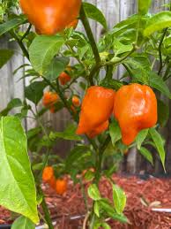 ORGANIC ROSO PEPPER SEEDLING <br>شتلات الفلفل البارد روسو العضوية