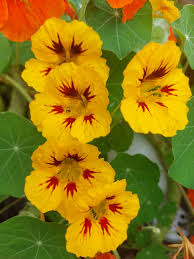 NASTURTIUM LADYBIRD FLOWER SEEDLING <BR>شتلات زهور النستيرشيام ليديبيرد