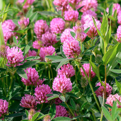 MAMMOTH RED CLOVER SEEDS