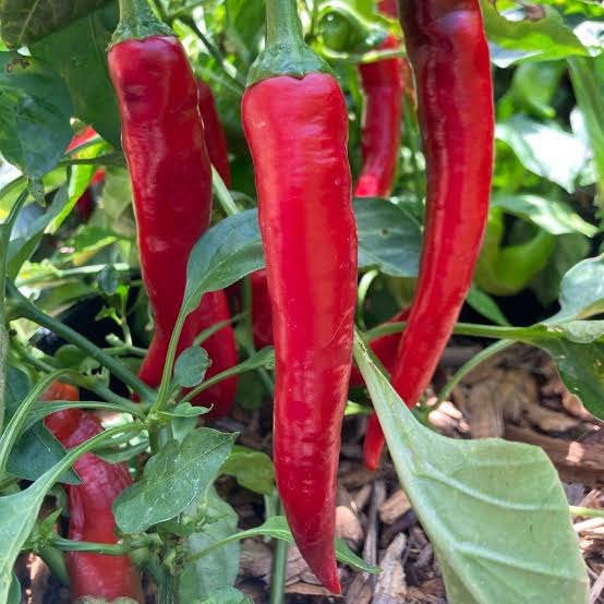 ORGANIC BOTTLE ROCKET PEPPER SEEDLING    شتلات فلفل بوتل روكيت العضوية