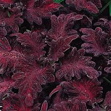 BLACK COLEUS SEEDLING<br>شتلات الكوليوس الاسود