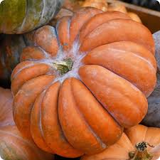 ORGANIC MUSCADE PROVENCE PUMPKIN SEEDLING