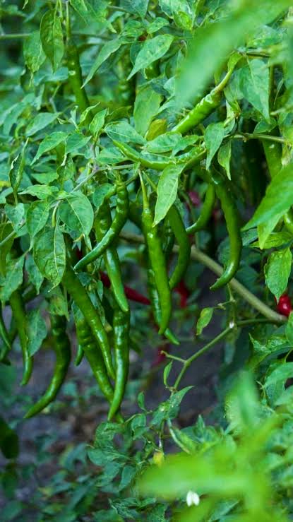ORGANIC GREEN HOT PEPPER SEEDLING