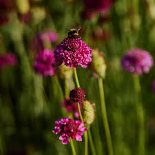 SCABIOSA SUMMER BERRIES MIX FLOWERS SEEDLING <br>شتلات زهور مكس سكابيوزا سمر بيري