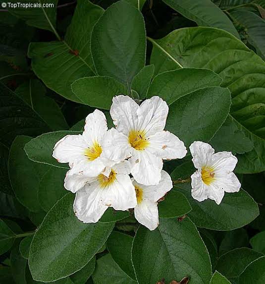 WHITE CORDIA TREE SEEDS
