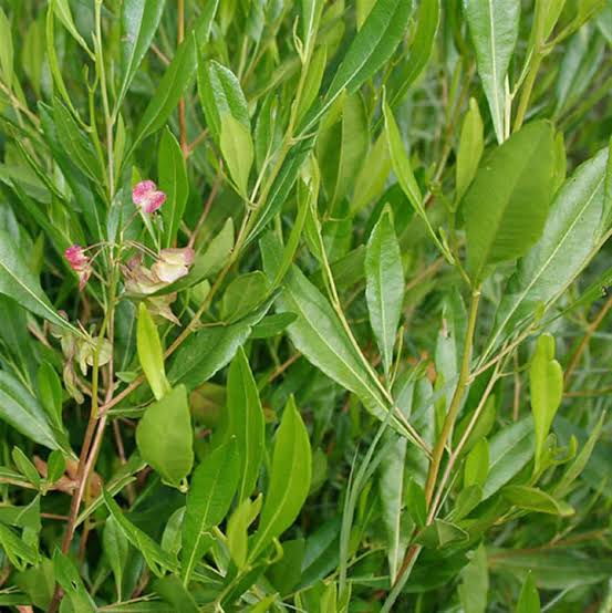 DODONAEA VISCOSA TREE SEEDS