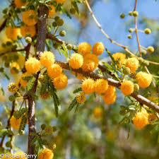 ACACIA FARNESIANA TREE SEEDS <br>  بذور شجرة طلح الفتنة