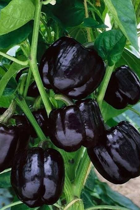 ORGANIC MIDNIGHT DREAM SWEET PEPPER SEEDLING    شتلات الفلفل البارد ميدنايت دريم العضوية