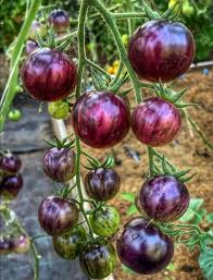 ORGANIC BLACK STRAWBERRY TOMATO SEEDLING