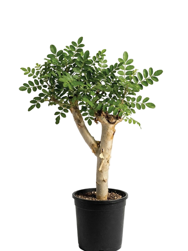 OMANI LUBAN TREE