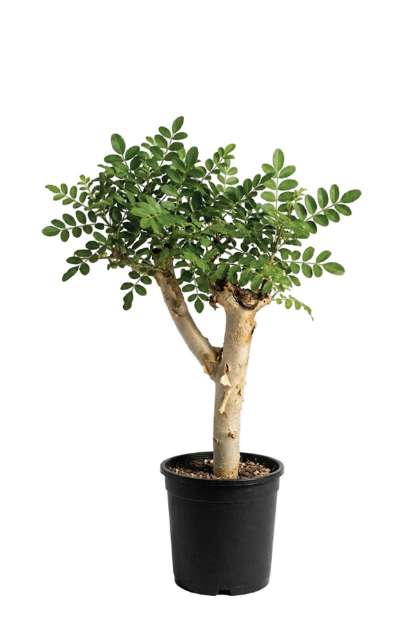 OMANI LUBAN TREE