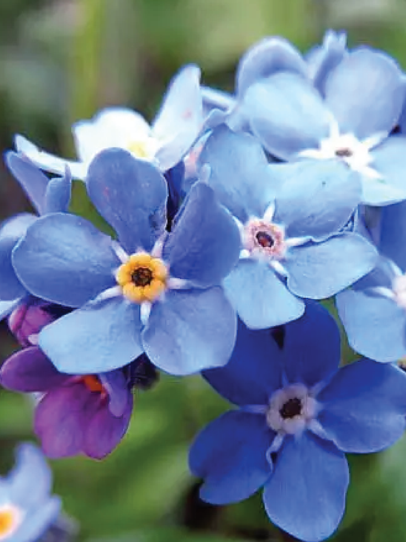 FORGET ME NOT SEEDS <br> بذور زهور فورقيت مي نوت