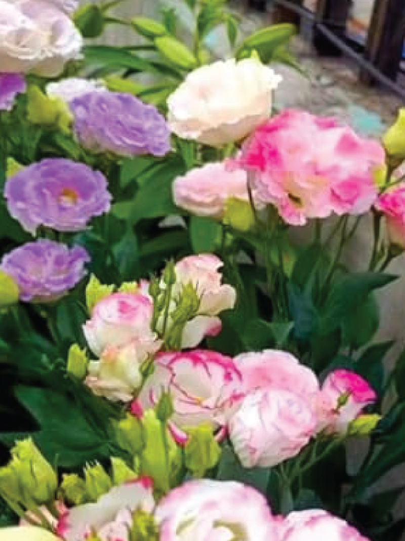 PINK SHADES EUSTOMA/LISIANTHUS SEEDS <br> بذور الأستوما / ليسيانثس الظلال الوردية