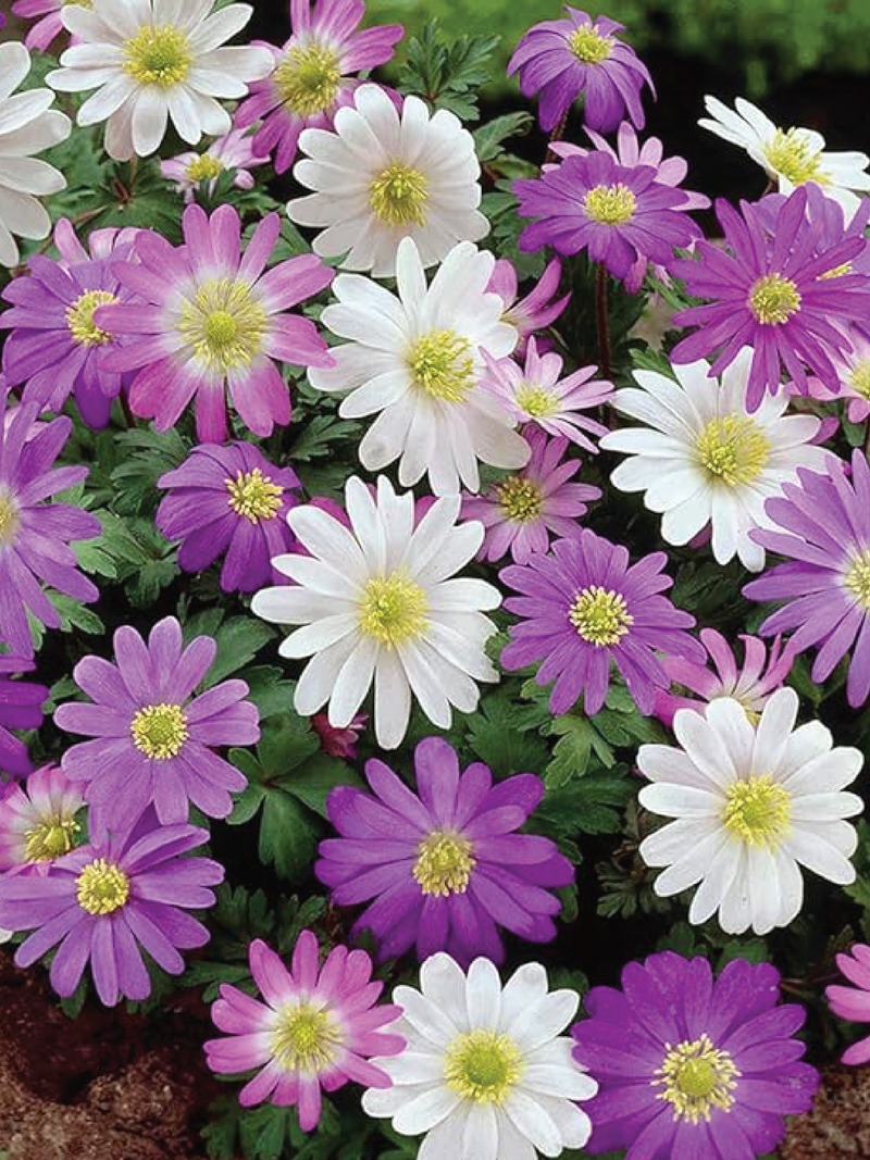 ANEMONES MIX FLOWER BULBS<br>أبصال خليط زهور الأنيموني