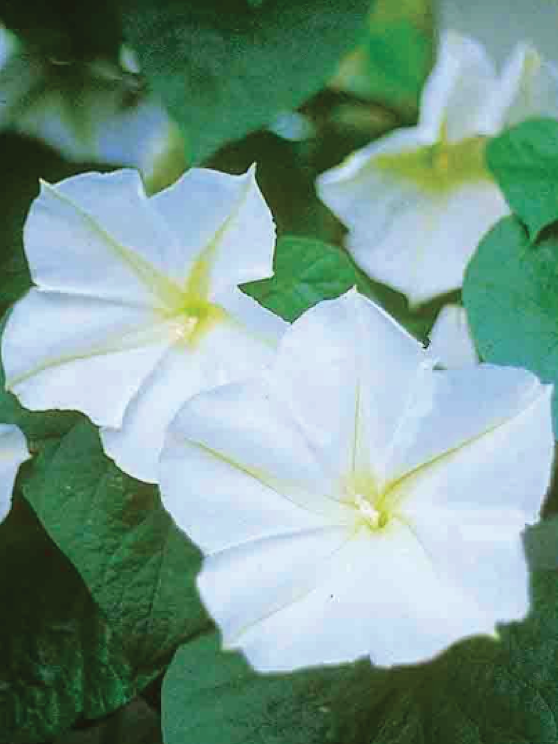 MOONFLOWER SEEDS <br> بذور زهور القمر