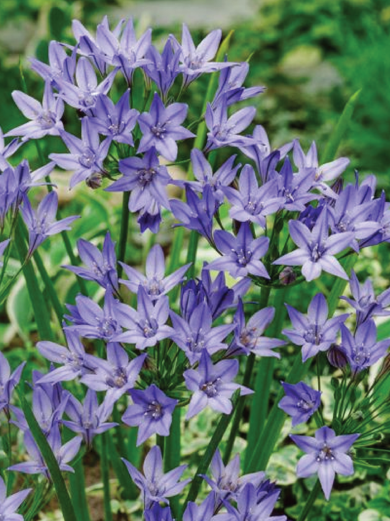 BRODIAEA QUEEN FABIOLA FLOWER BULBS <br> أبصال بروديا كوين فابيولا