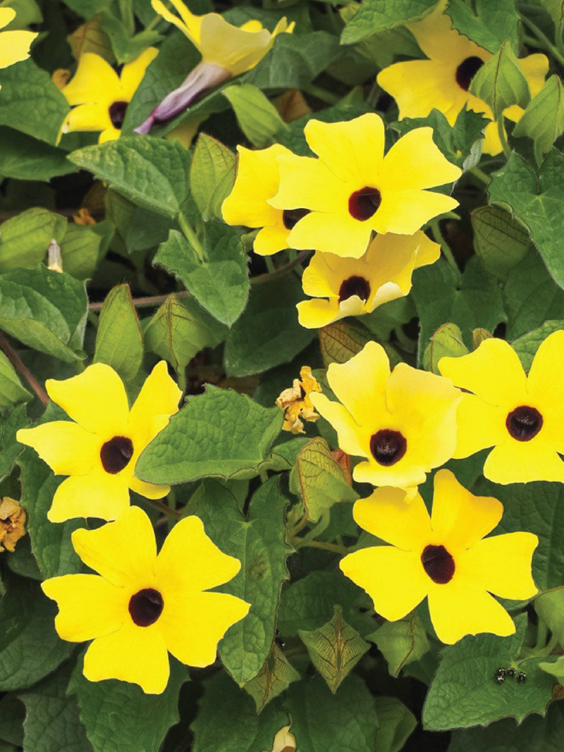 VINE BLACK EYED SUSAN SEEDS <br> بذور عيون سوزان المتسلقة