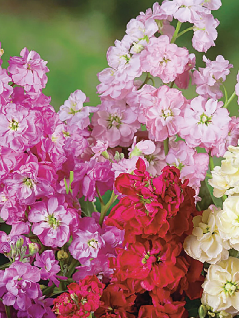 LARKSPUR SEEDS <br> بذور زهور الدلفينيوم