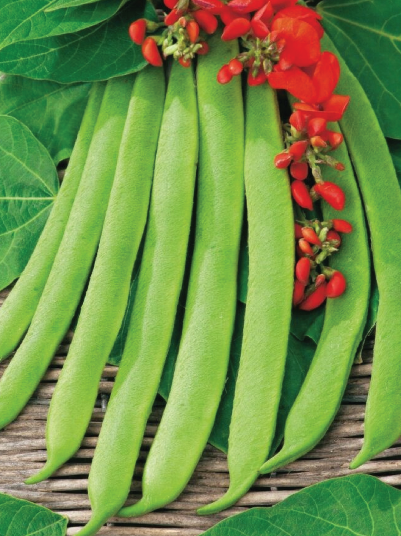 SCARLET RUNNER BEAN SEEDS <br> بذور الفاصوليا سكارلت رانر
