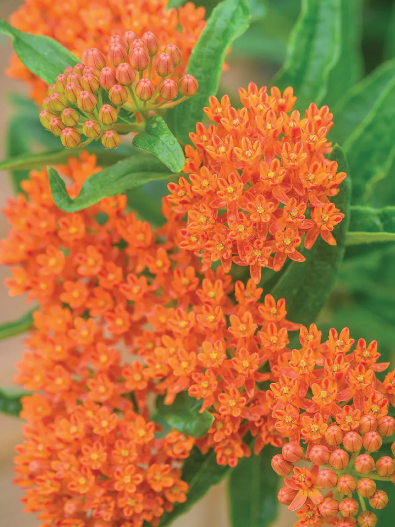 BUTTERFLY MILKWEED SEEDS <br> بذور زهور الصقلاب