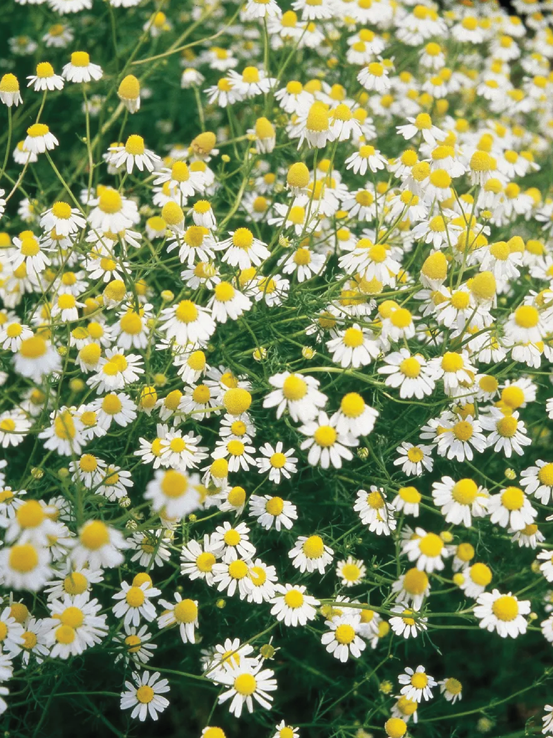 GERMAN CHAMOMILE SEEDS <br> بذور زهور البابونج الألماني