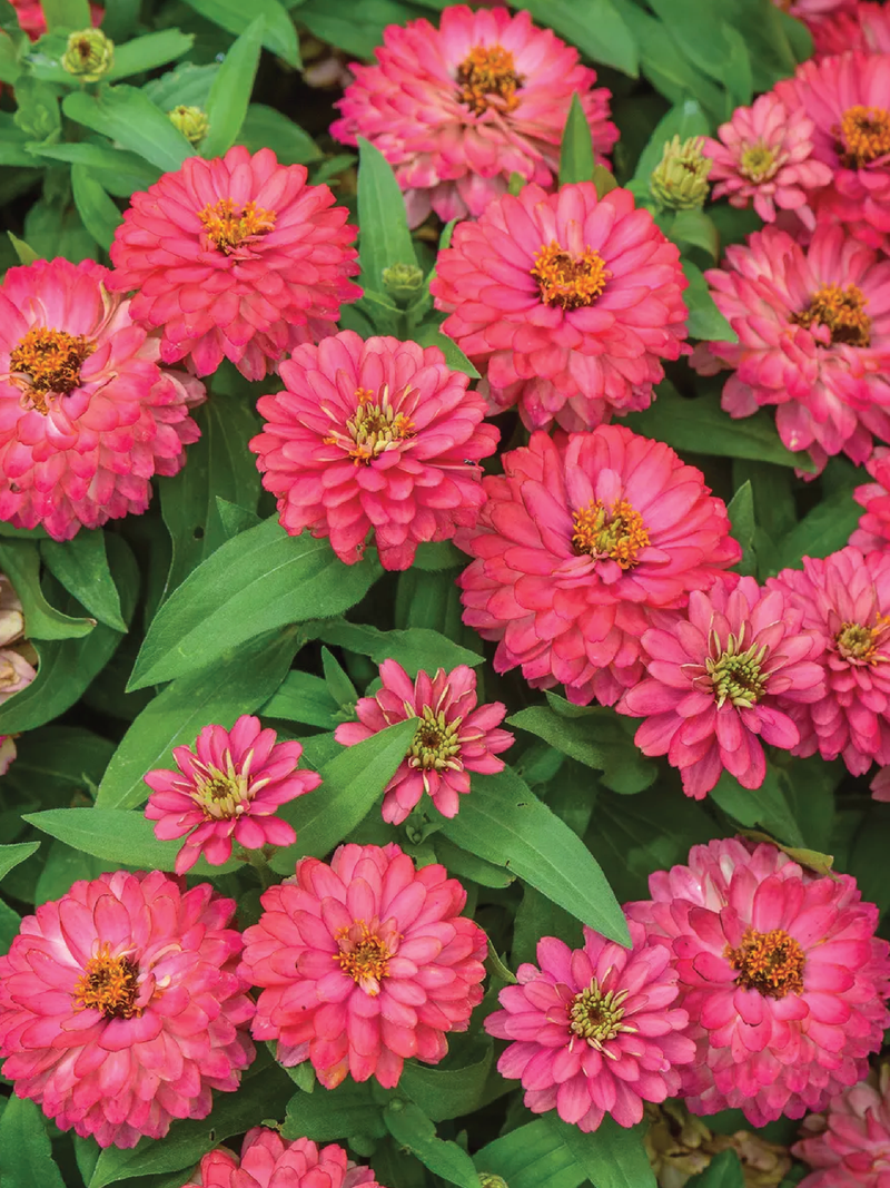 VIOLET QUEEN ZINNIA SEEDS <br> بذور الزينيا فايولت كوين