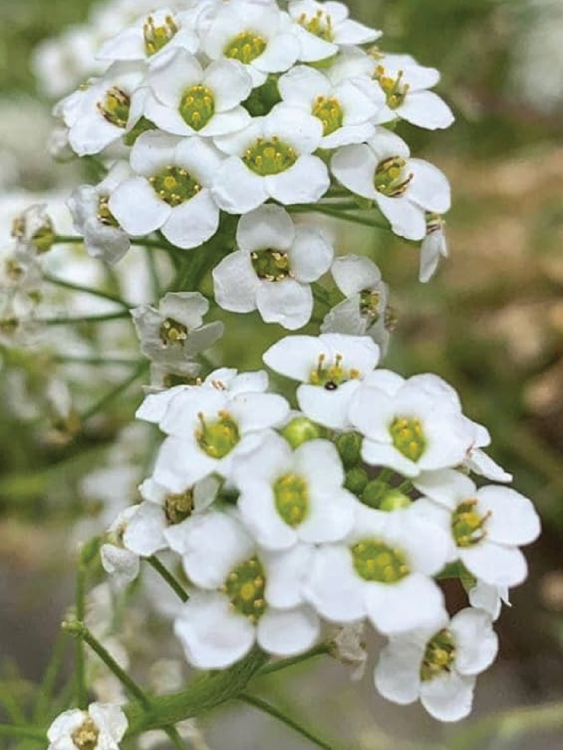 WHITE ALYSSUM SEEDS <br> بذور زهور الأليسيوم البيضاء
