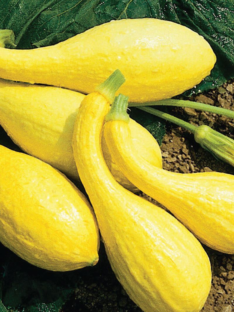 SQUASH EARLY CROOKNECK SEEDS <br> بذور القرع كروكنك المبكر