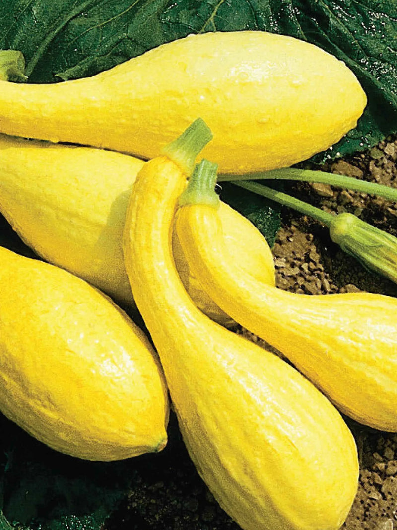 ORGANIC YELLOW SUMMER CROOKNECK SQUASH SEEDLING