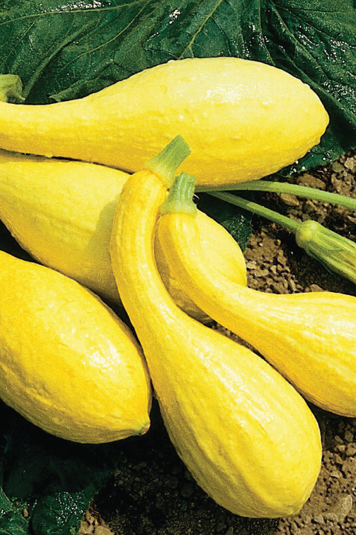 ORGANIC YELLOW SUMMER CROOKNECK SQUASH SEEDLING