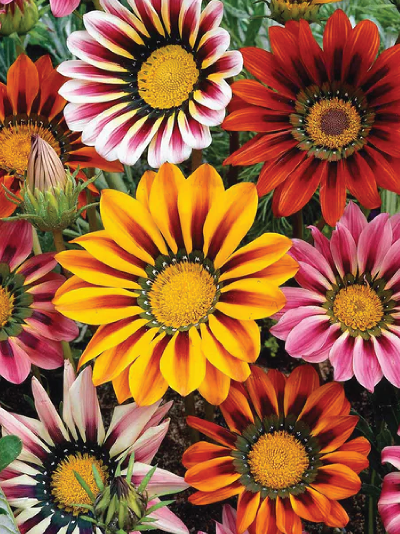 GAZANIA SUNSHINE MIX SEEDS <br> بذور زهور الجيزانيا صن شاين