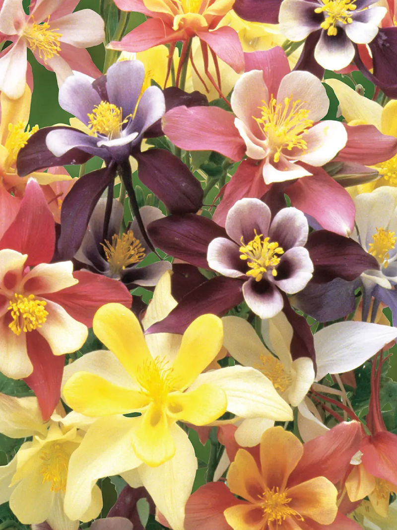HARLEQUIN MIX COLUMBINE SEEDS <br> بذور زهور الأقحوان هارليكوين الملونة