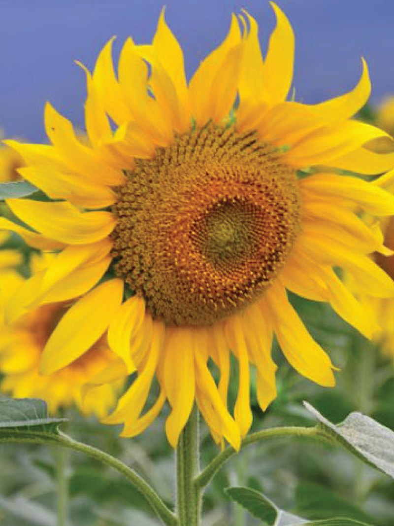 SUNFLOWER MAMMOTH RUSSIAN SEEDS <br> بذور دوار الشمس ماموث الروسي