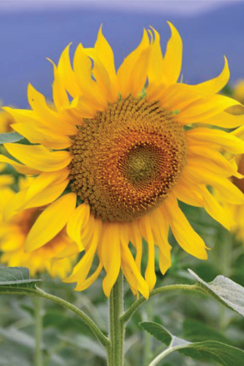 SUNFLOWER MAMMOTH RUSSIAN SEEDS <br> بذور دوار الشمس ماموث الروسي