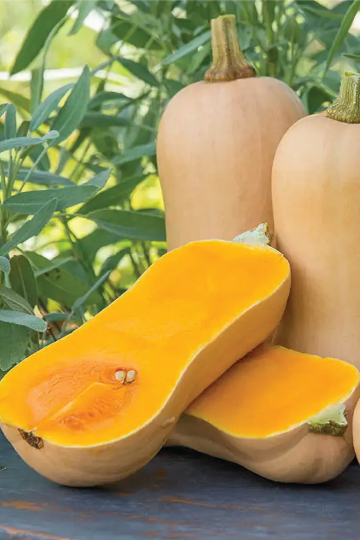 BUTTERNUT SQUASH SEEDS <br> بذور القرع الجوزي