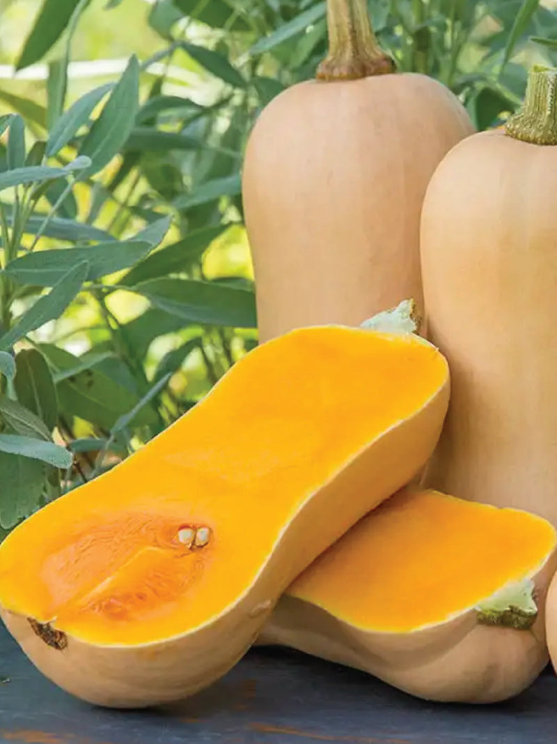 ORGANIC BUTTERNUT SQUASH SEEDLING<br>  شتلات القرع الجوزي العضوية