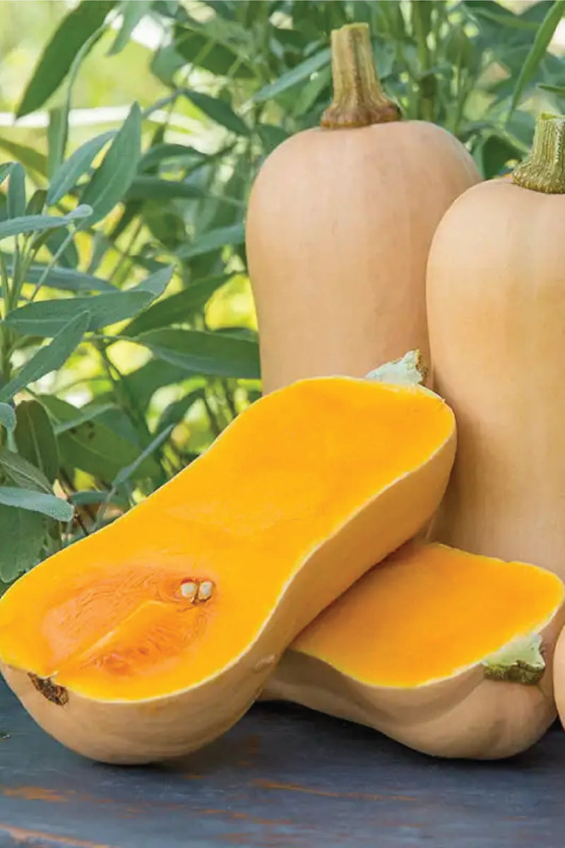ORGANIC BUTTERNUT SQUASH SEEDLING<br>  شتلات القرع الجوزي العضوية