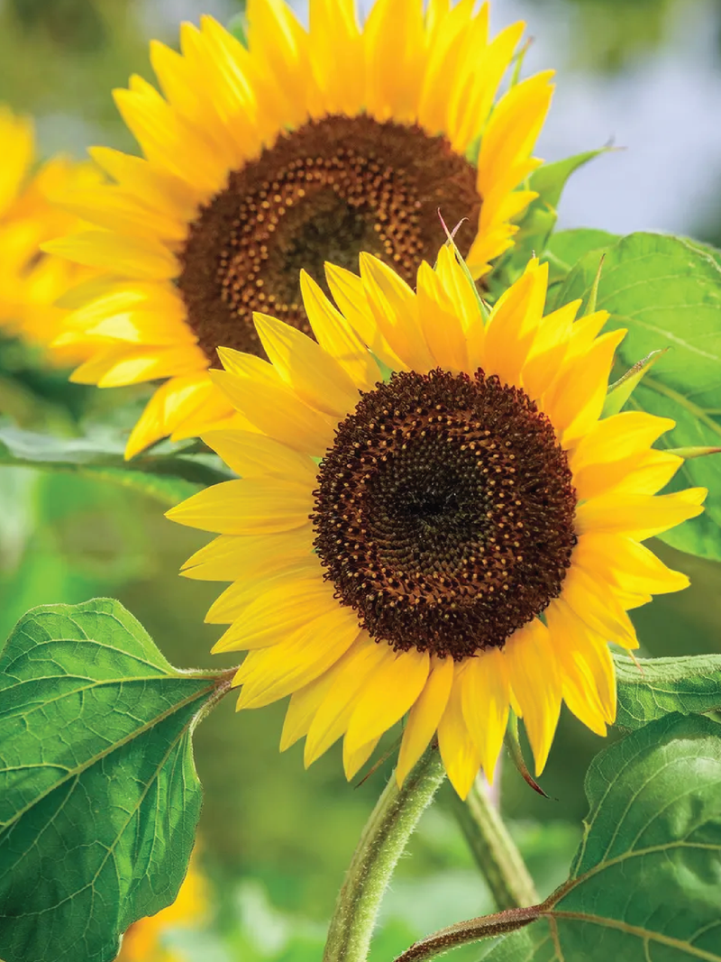 SUNFLOWER BUSY BEE SEEDS <br> بذور دوار الشمس بزي بي