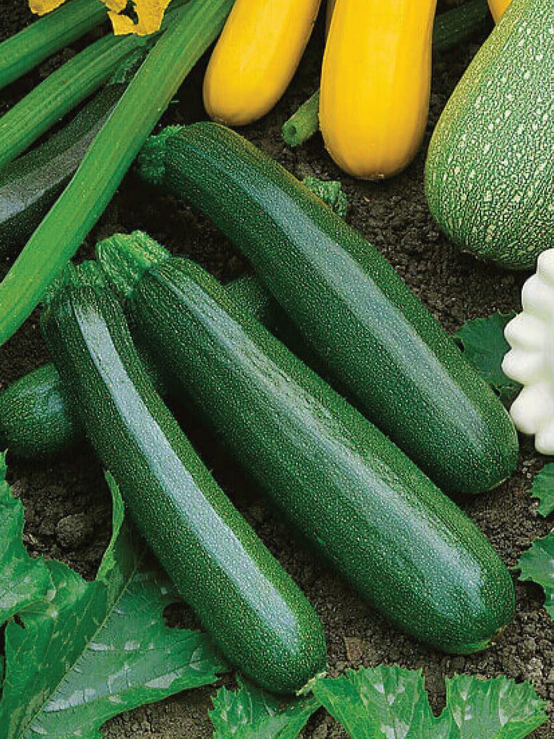 DARK GREEN ZUCCHINI SEEDS <br> بذور الكوسا الخضراء الداكنة