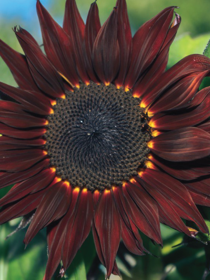 SUNFLOWER CHIANTI SEEDS <br> بذور دوار الشمس كيانتي