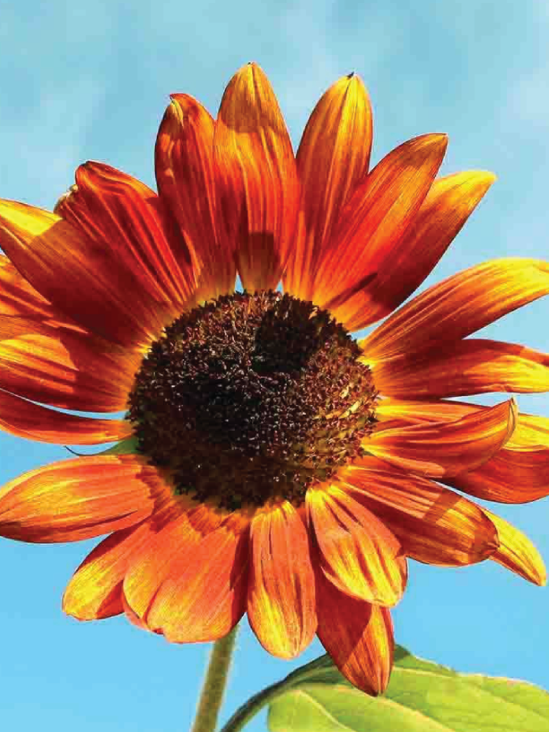 SUNFLOWER VELVET QUEEN SEEDS <br> بذور زهور دوار الشمس فيلفت كوين