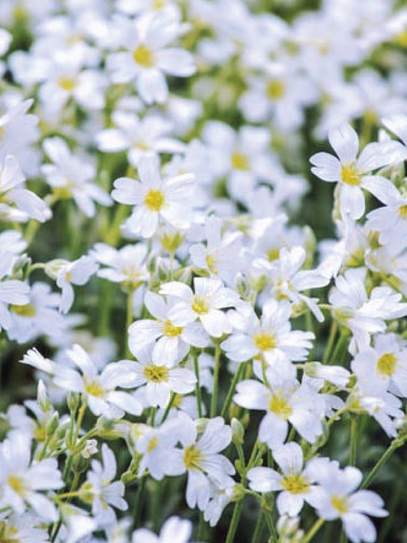 SNOW IN SUMMER SEEDS <br> بذور زهور الثلج في الصيف